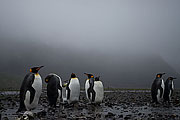 Picture 'Ant1_1_0715 King Penguin, South Georgia, Fortuna Bay, Antarctica and sub-Antarctic islands'
